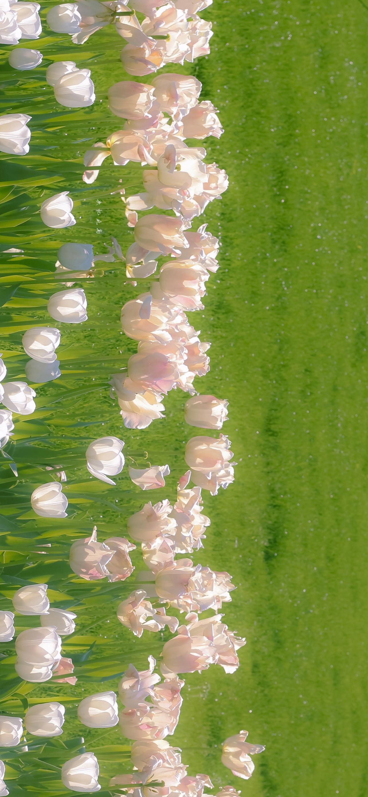 有哪些适合iphone 11用的高清壁纸?