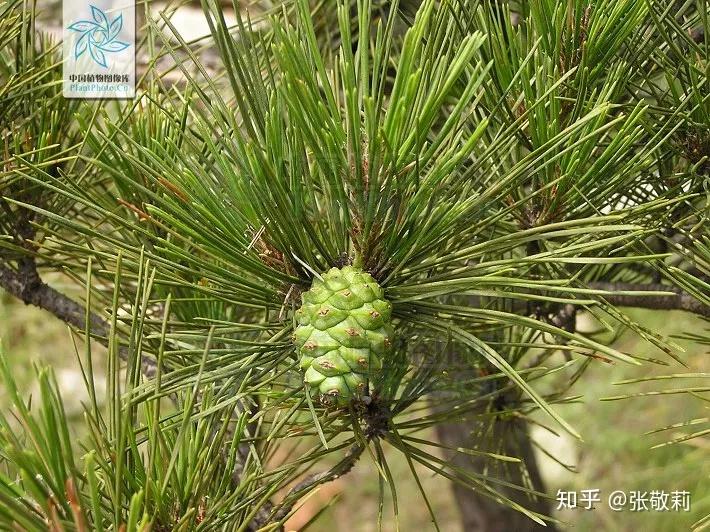 什么样的松树有松塔 v2-f149fdf16ee8ab2adddaa14aaba30c1d_r.jpg