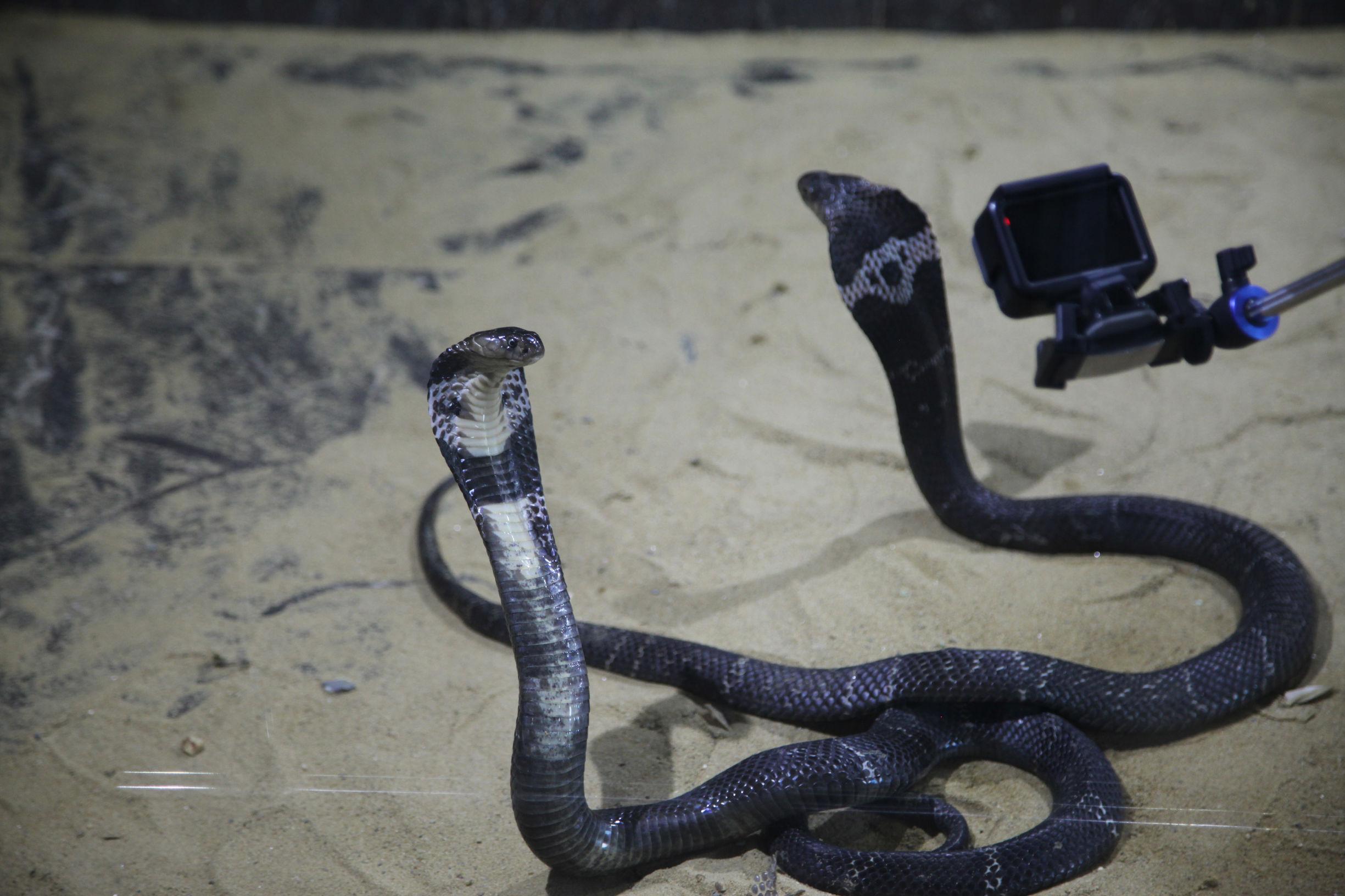 让人骇闻一个800人口的村庄居然盘踞着300多万条蛇还被外界誉为中国第