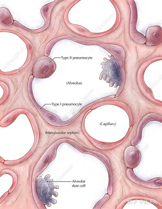 alveolus图片