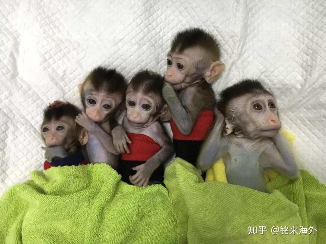 世界首例!中国科学家创建生物节律紊乱体细胞克隆猴模型 - 知乎