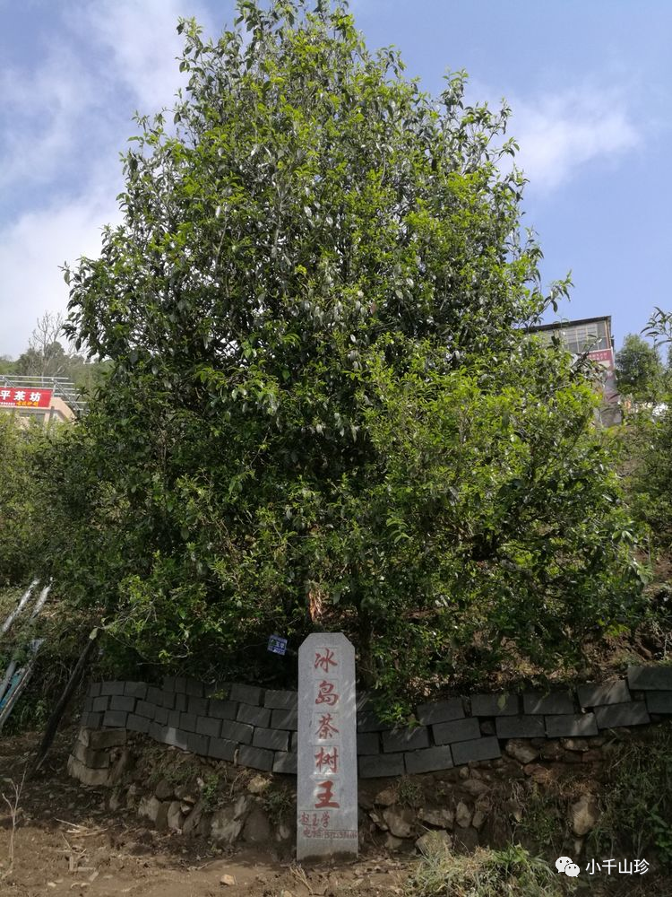 冰岛茶树王朝南穿越到易武,这是七子饼茶的诞生地,在历史上曾经有过