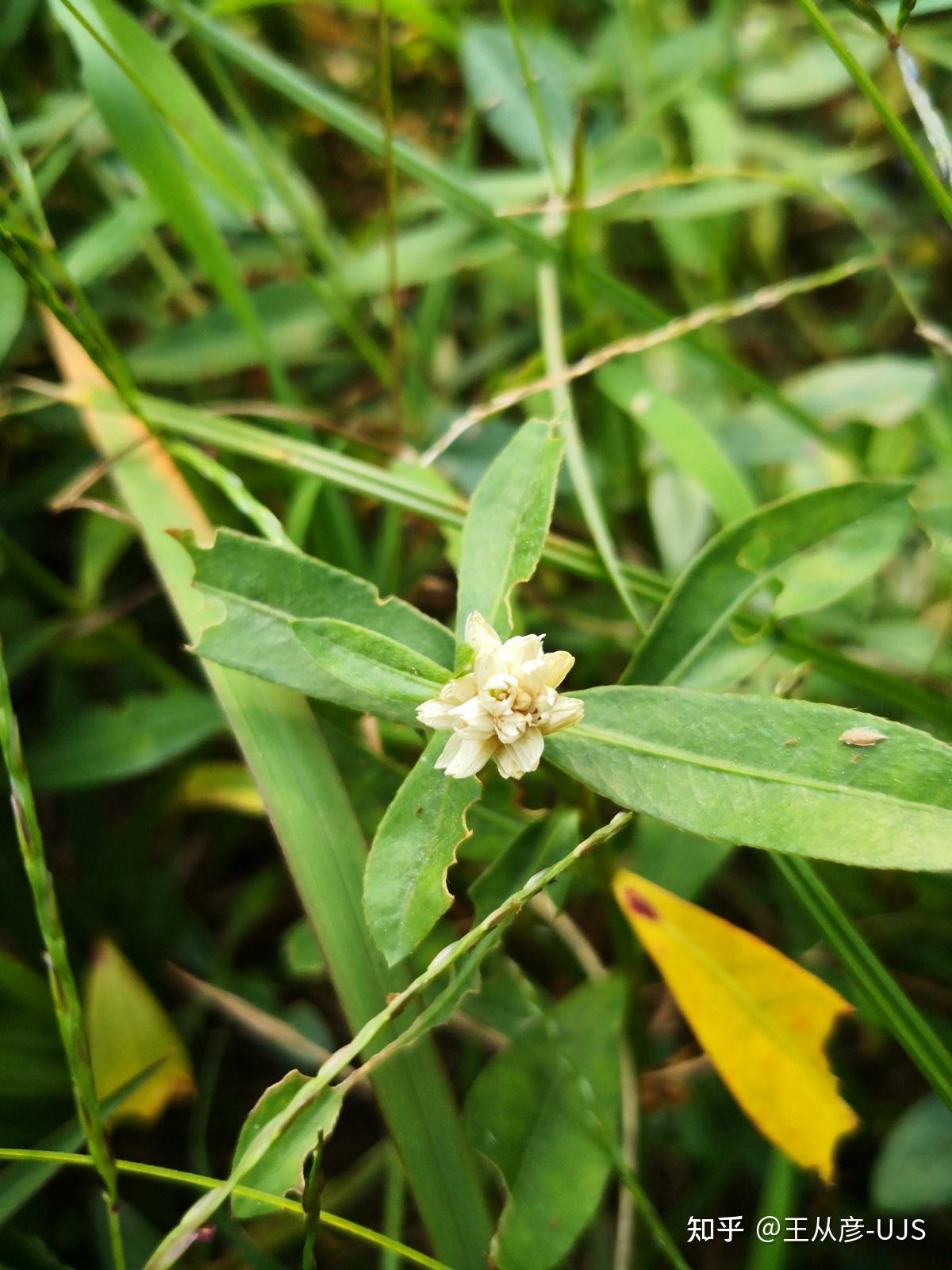 入侵植物空心莲子草/喜旱莲子草/水花生