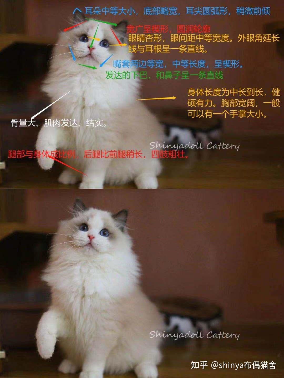 布偶猫枫叶脸鉴别图片
