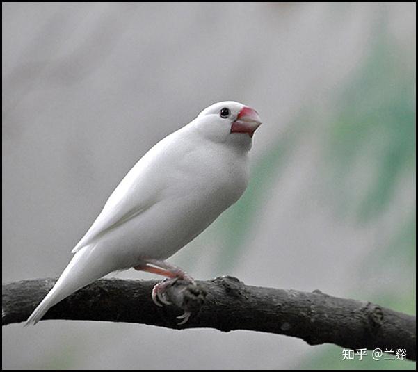 当初阿兰用计将丢鸟的责任嫁祸给别人的事情也被暴露出来,虽然没有