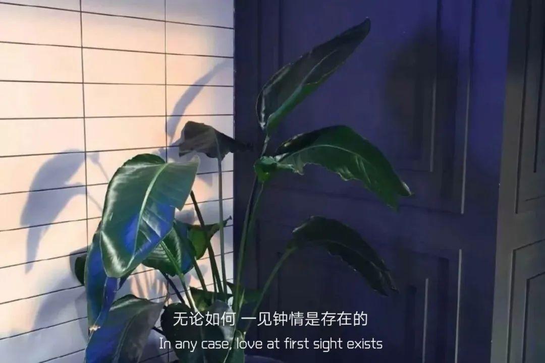 有没有情感文案的配图