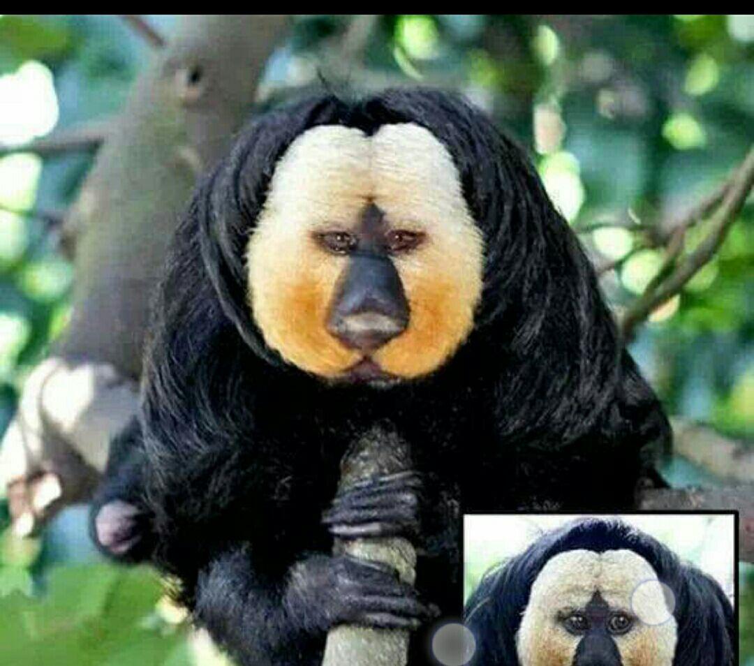 主要分为圭亚那粗尾猿和金面粗尾猿. 看我干嘛!我是吃瓜群众一脸懵逼!