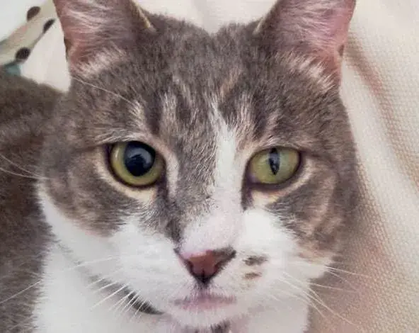 猫咪眼睛一大一小是怎么回事