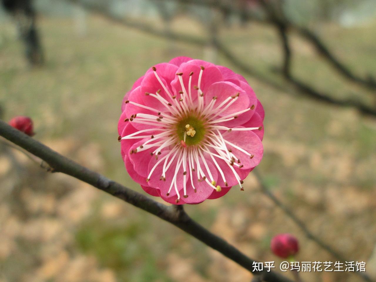 梅花香自苦寒来，干枝红梅怎么水养才能开花？花艺师教你正确方法 - 知乎