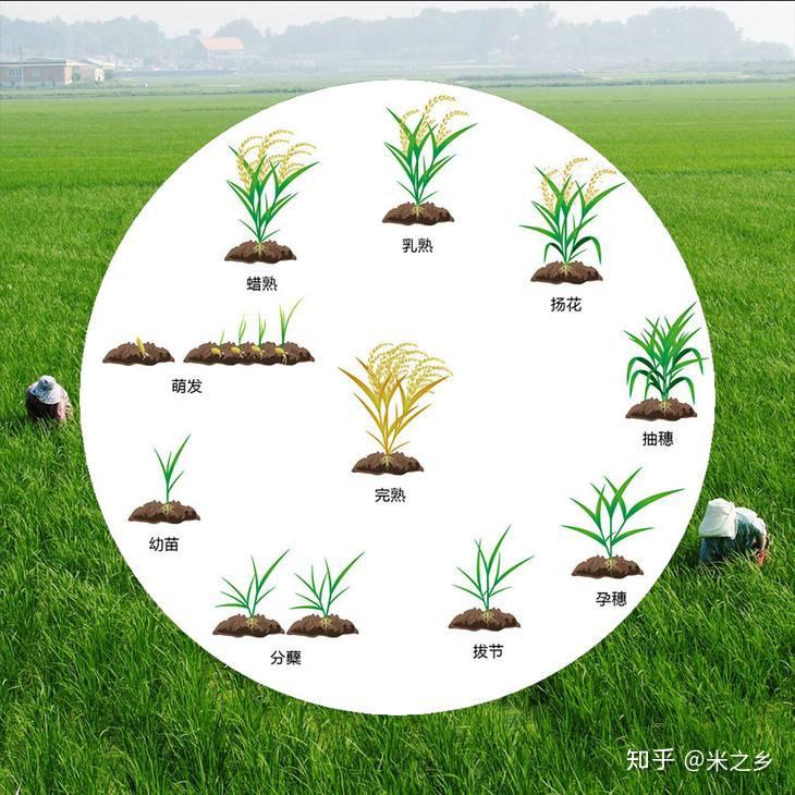 如何使用二维码溯源系统追溯大米全过程