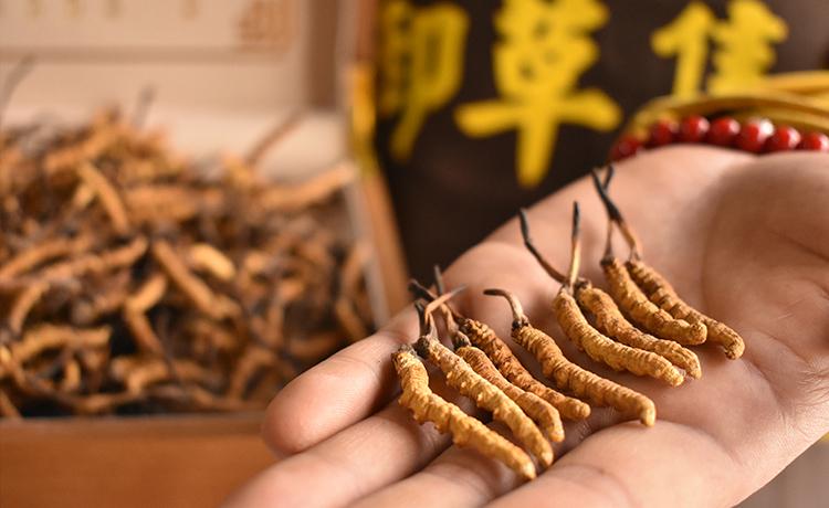 高海拔虫草和低海拔虫草营养价值有区别吗