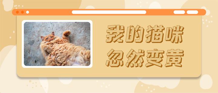 猫咪绝食3顿饭 突然变黄了 警惕夺命的黄疸 知乎