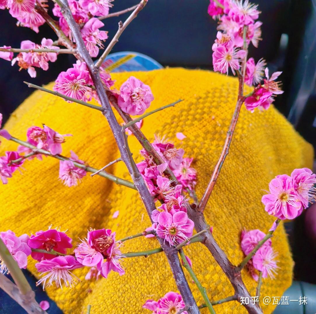 春之物语其七——人面桃花相映红，又是一年笑春风 - 知乎