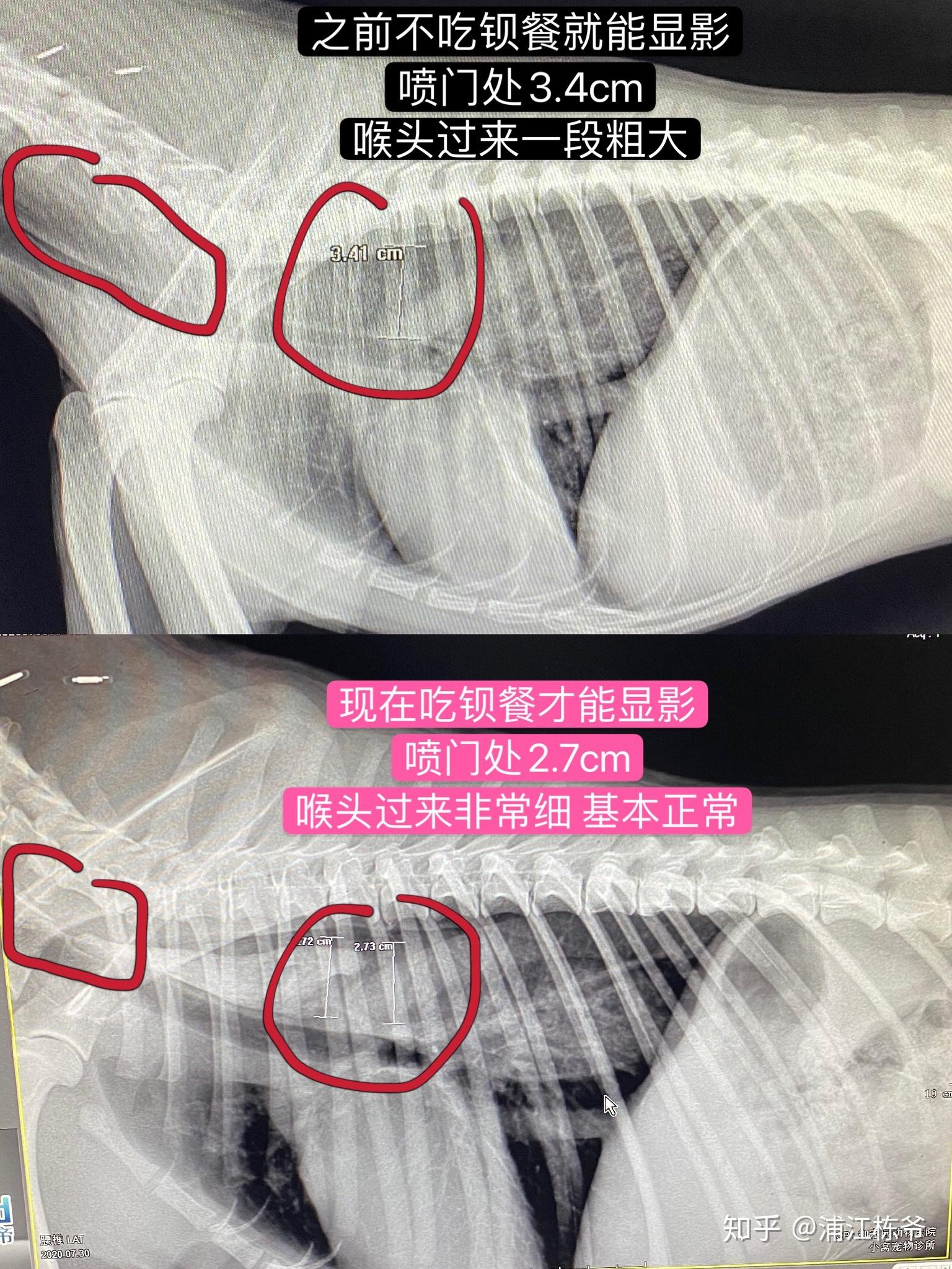 狗狗食道炎图片