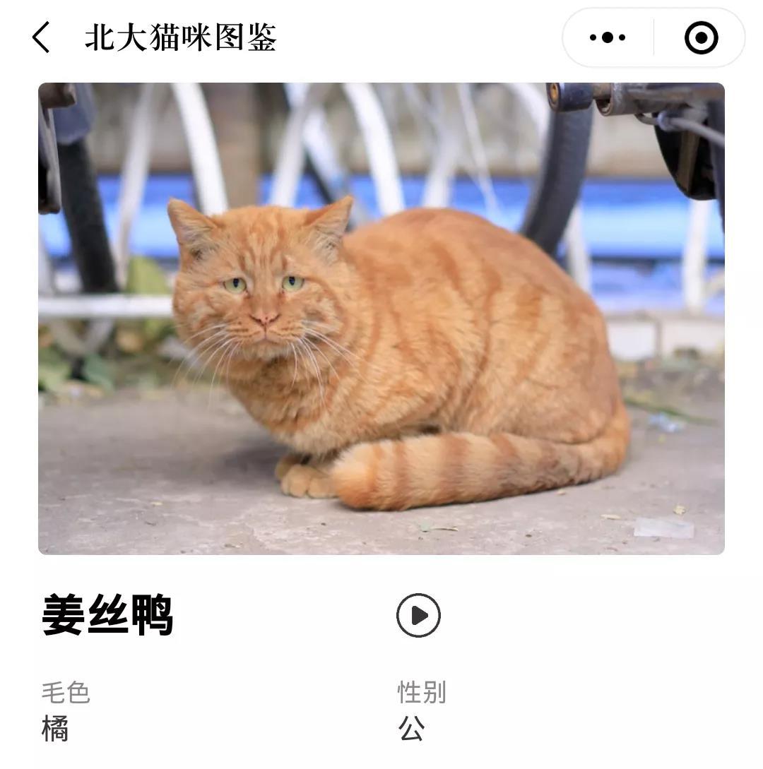 三花猫一定是小母猫吗