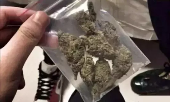 为什么总有人认为大麻不是毒品 大麻长的果子叫什么 木辰网
