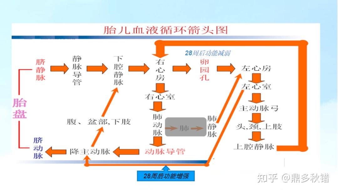 胎儿心脏动脉导管成人及新生儿的心脏血液循环为:全身→上腔静脉→右