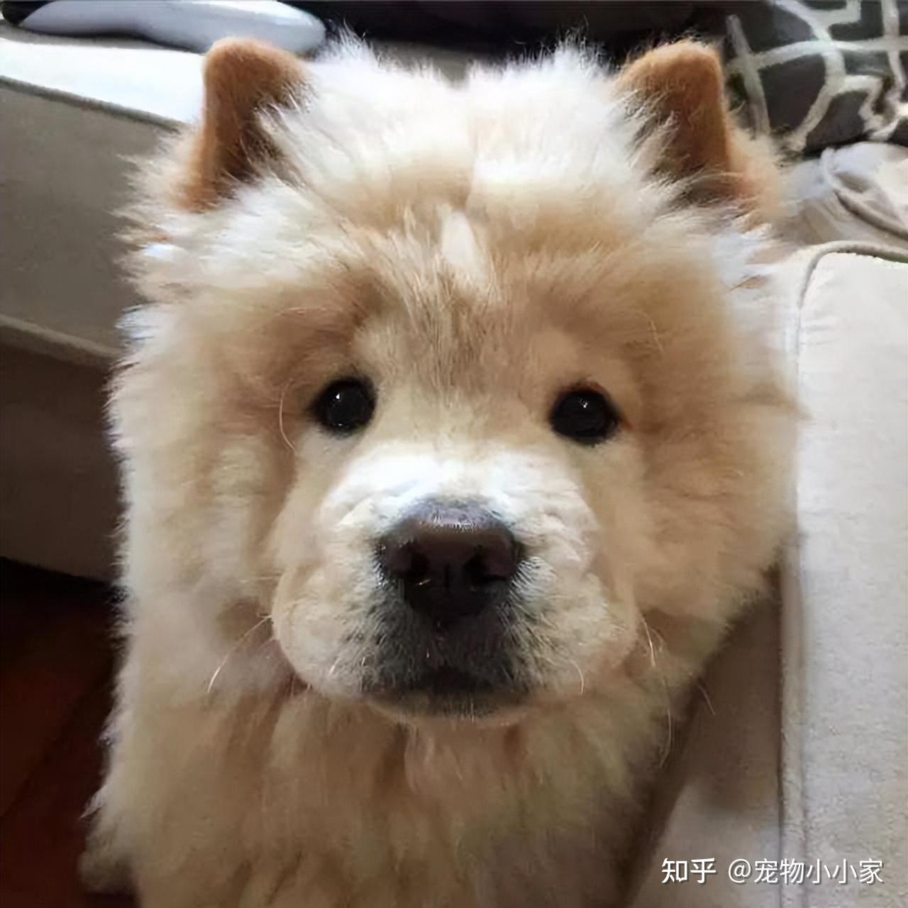 松狮犬养久了,千万别“送人”,这几个原因很扎心 - 知乎