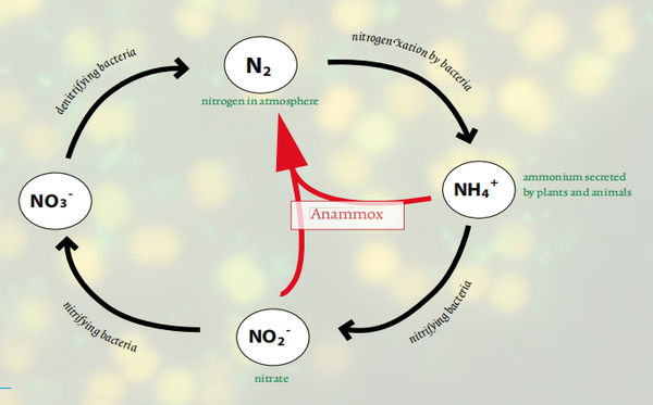 厌氧氨氧化(anammox),不存在的清洁生物