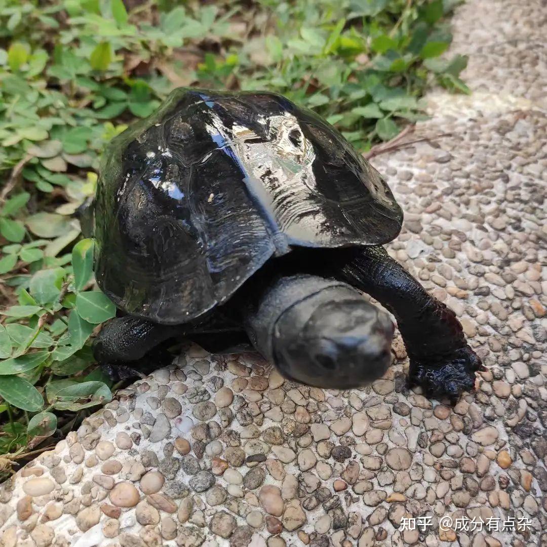 新手怎么养乌龟？推荐新手养的品种 - 知乎