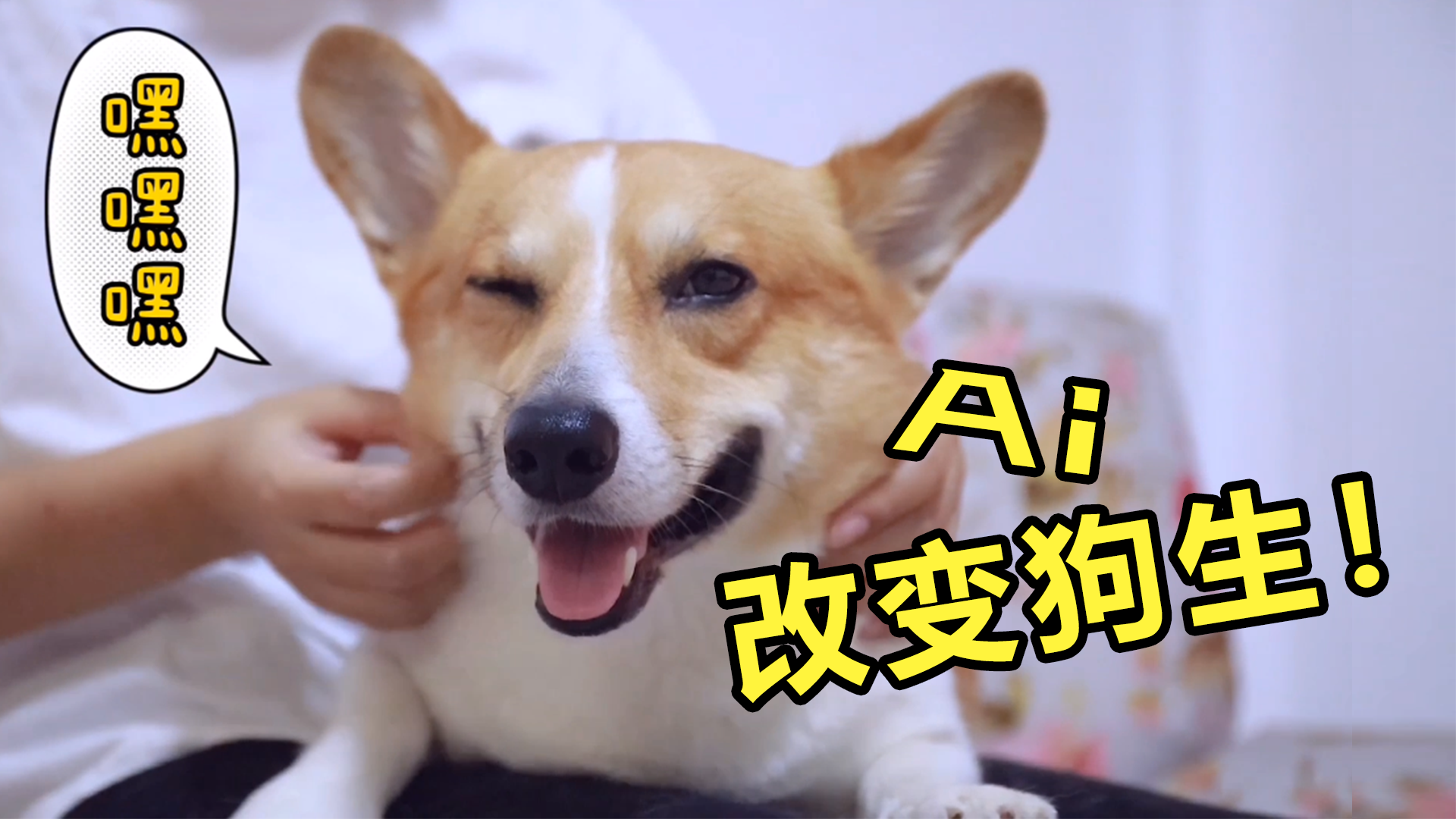 专心致志干坏事的小柯基