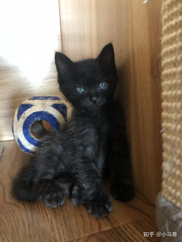 养品种猫和土猫的体验会有多大不同? - 知乎