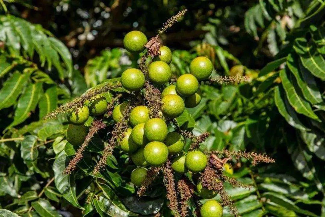 被业内称之为地板界的 "性价比之王" —— 番龙眼