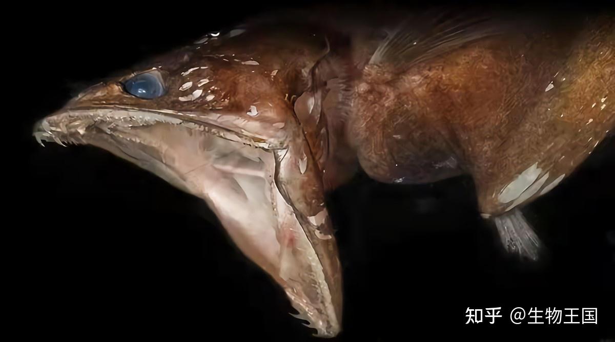 黑叉齿鱼是什么生物