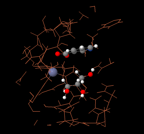 碳酸酐酶的功能与催化机制简介