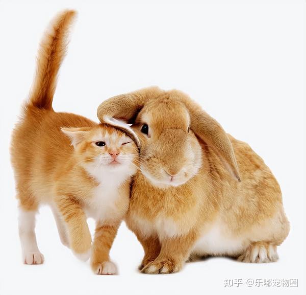 生肖属兔的人在越南竟属猫!猫咪竟也是十二生肖~ - 知乎