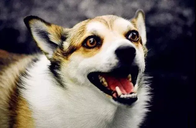 每日一宠挪威卢德杭犬