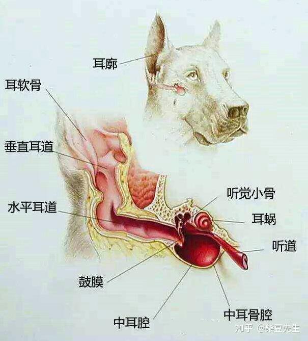 狗解剖图声带图片