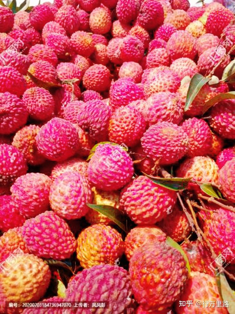 古代珍贵食物趣闻:荔枝与甘蔗! - 知乎