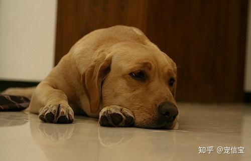 搞定顽劣的狗狗只需要这5点