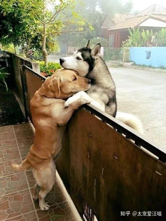 你还是单身狗狗都不是单身狗啦