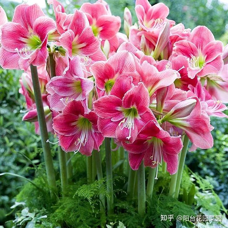 11种“富贵花”越冷越开花，香气满屋，华丽又红火，吉利也旺家- 知乎