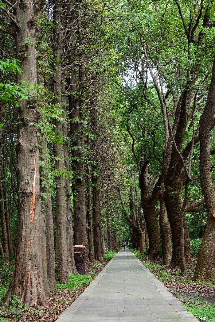 探索原始的魅力,自驾嘉际肖甸湖森林公园 - 知乎
