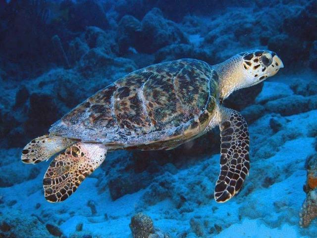 收藏玳瑁必须防假冒的值得看看