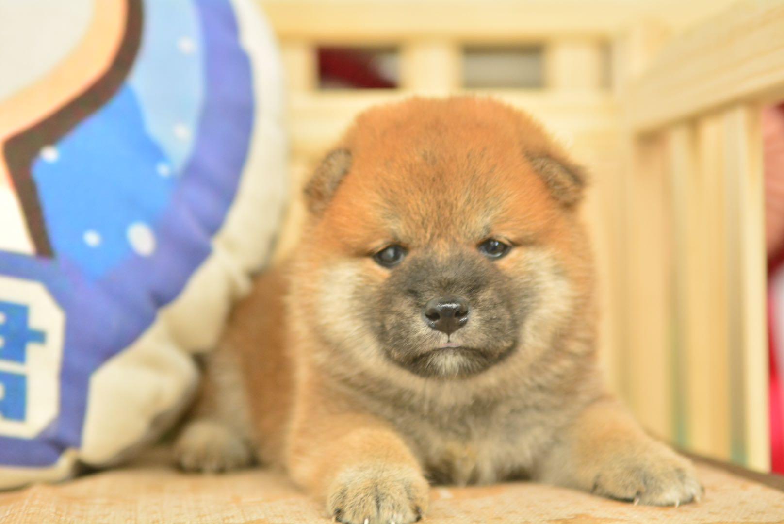 小柴杏仁眼圆脑袋毛量厚实谁见谁爱