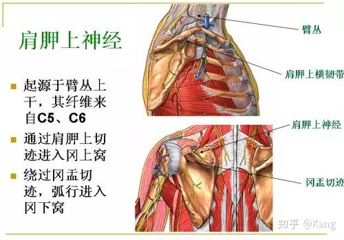 肩胛上神经是臂丛上干的神经发出的c5,c6脊神经组成的