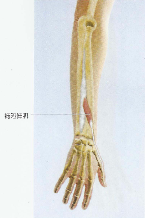 第007期：认识你的肌肉之上肢肌：前臂肌 - 知乎