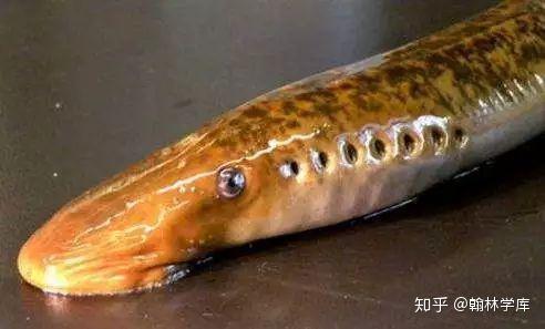 七鳃鳗 知乎