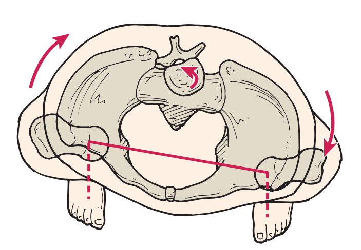 坐姿髋关节移动测试你的两侧对称吗