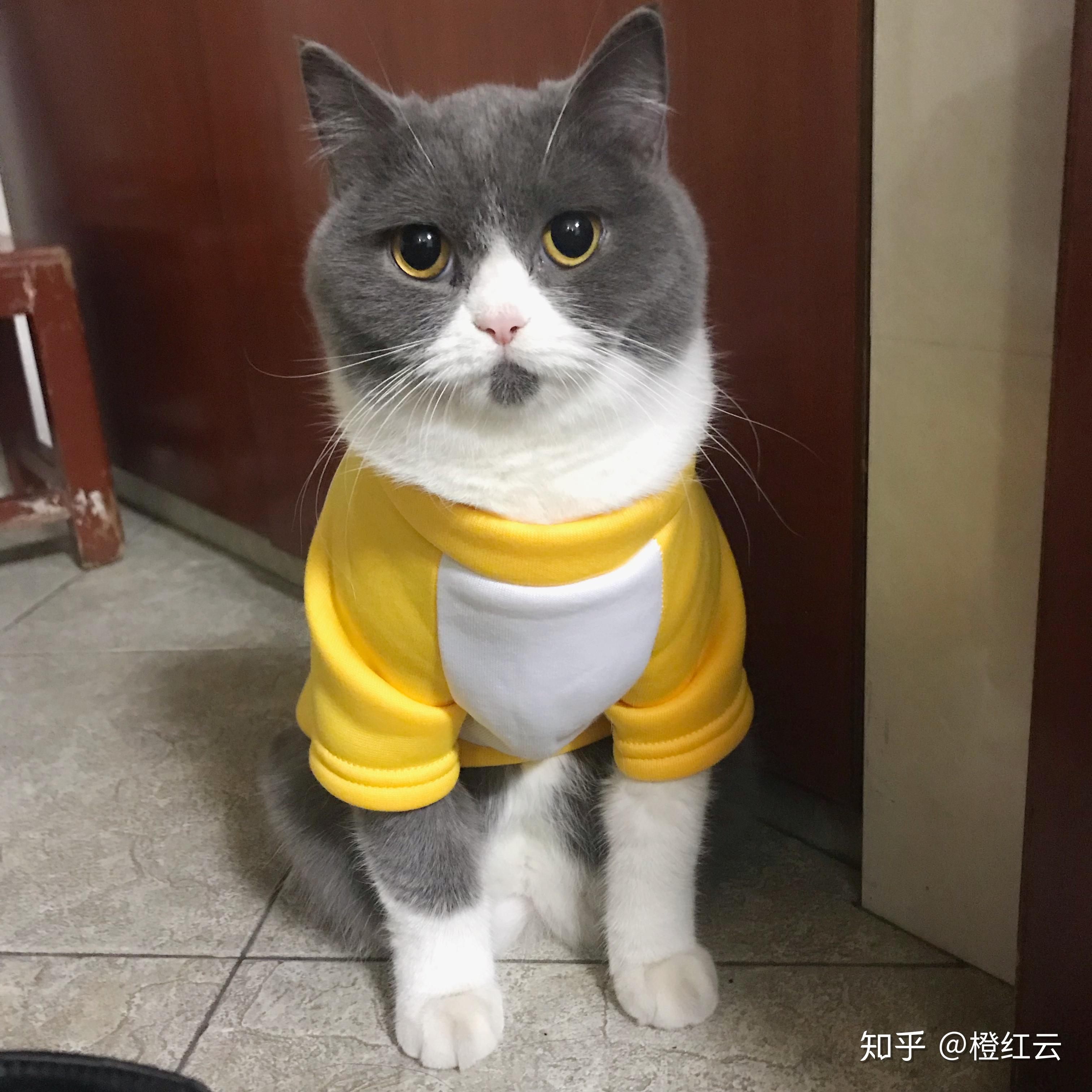 可爱猫咪-穿着衣服的波斯猫_素材公社