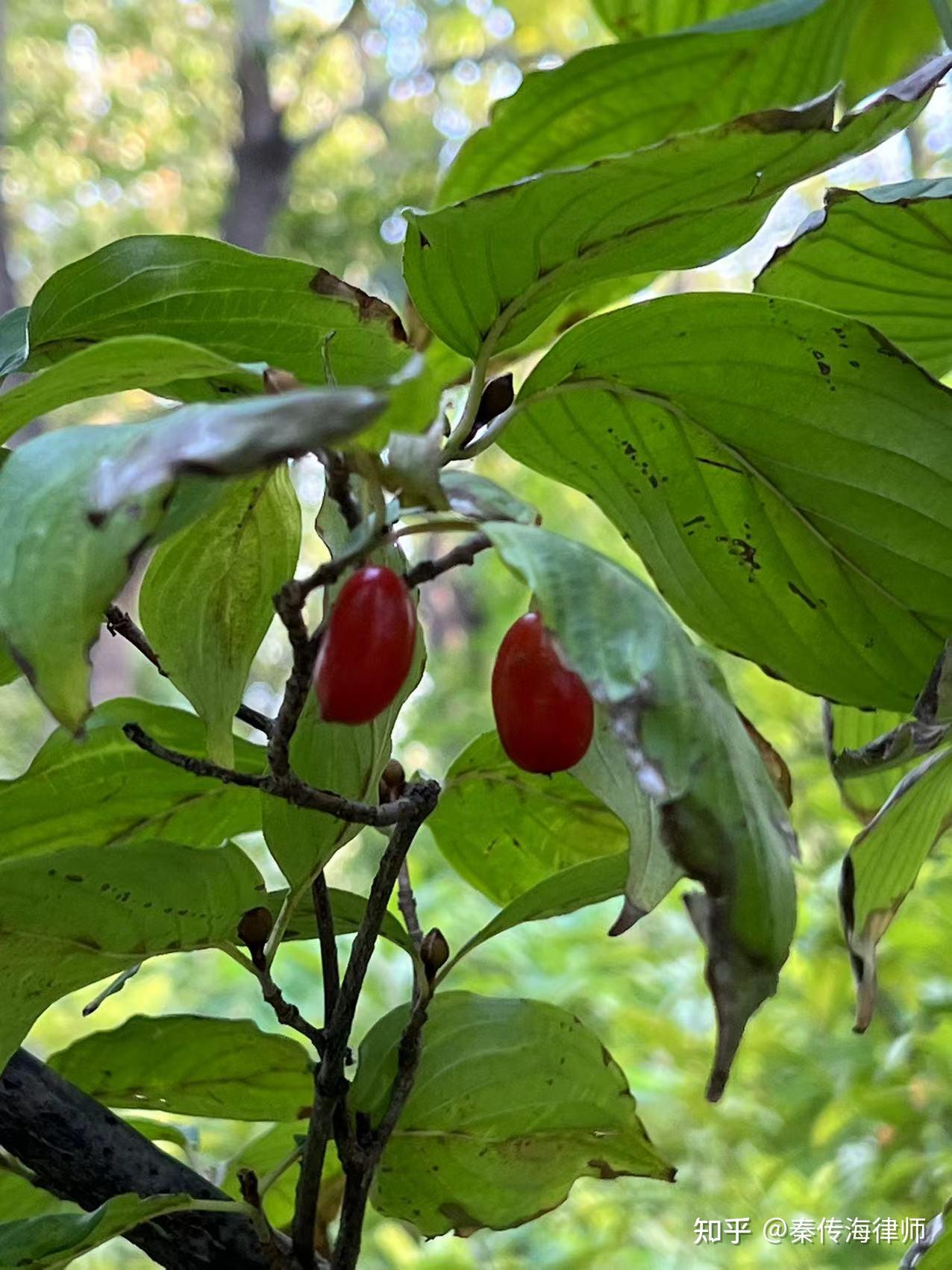 重阳节的山茱萸