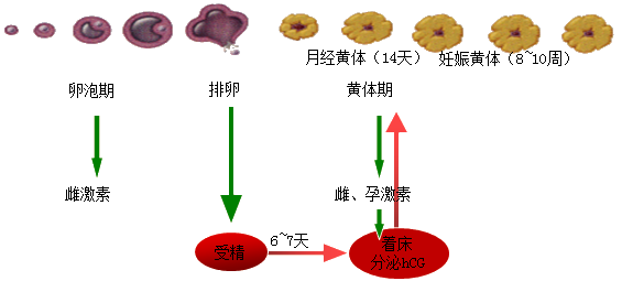 持续更新分享《妇产科学》学习资料!!——女性生殖系统生理 - 知乎