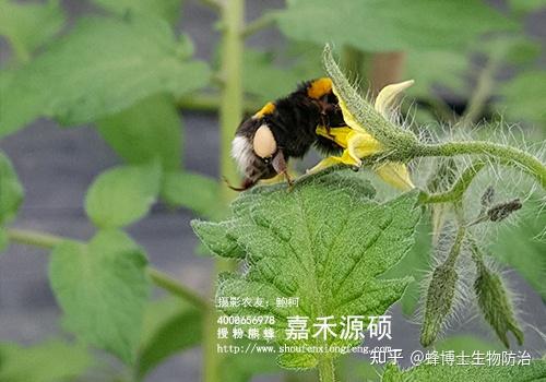 獨特的習性和生物學特性使其在為植物傳粉方面具有無法替代的作用