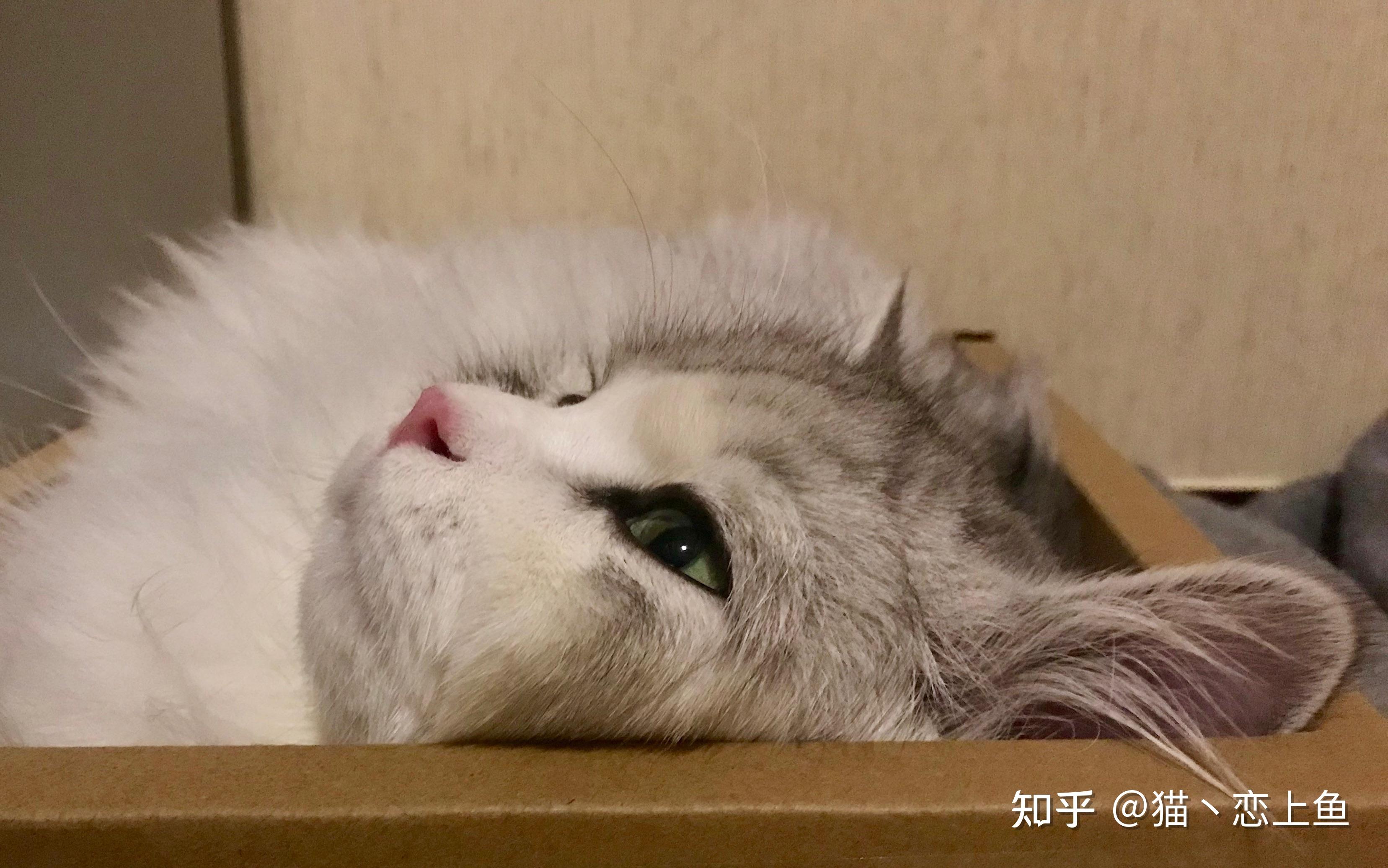 猫咪得了抑郁症会有什么症状？ - 知乎