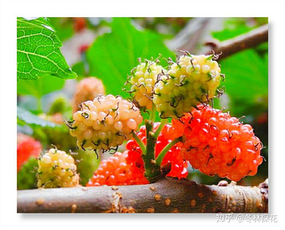 5月31日的生辰花桑葚花