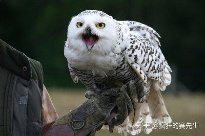 脸大呆萌,却是猛禽家族的一员:关于雪鸮的几个事实 - 知乎